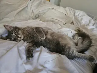 Oatmeal