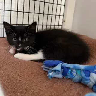 Pepé Le Pew