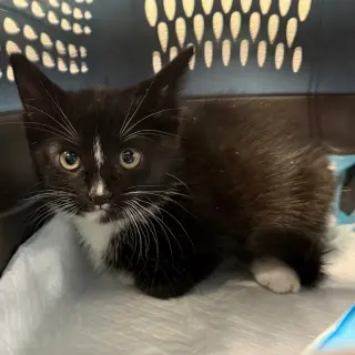 Pepé Le Pew