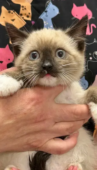 Sylvester