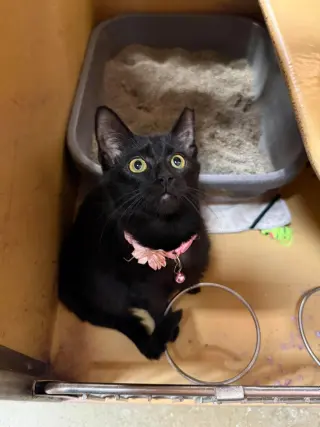 Margarita