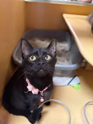 Margarita