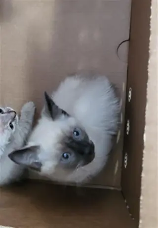BANDIT