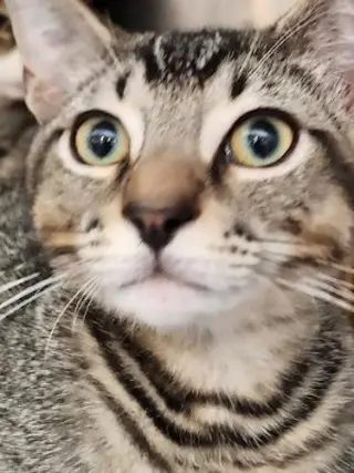 Theo -PSP