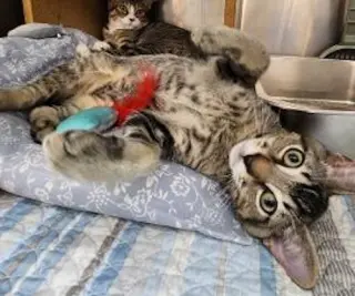 Theo -PSP