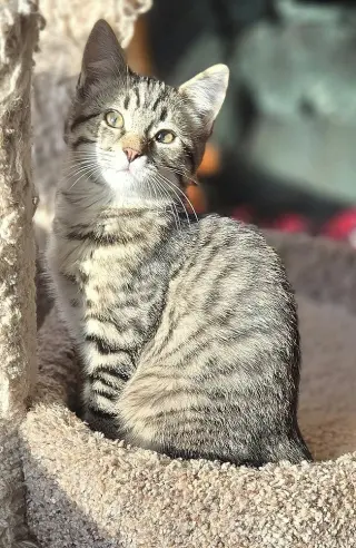Tomas