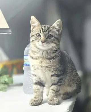 Tomas