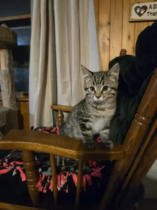 Tomas
