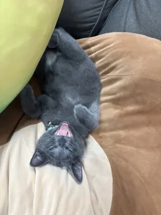 Rocket
