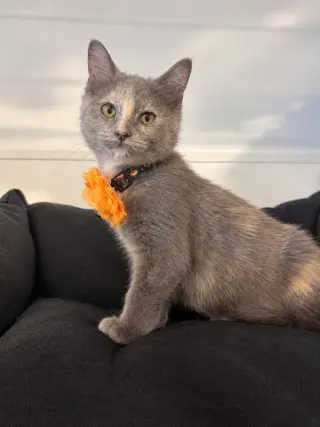 Rosie
