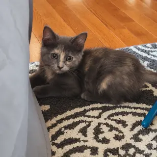 Rosie