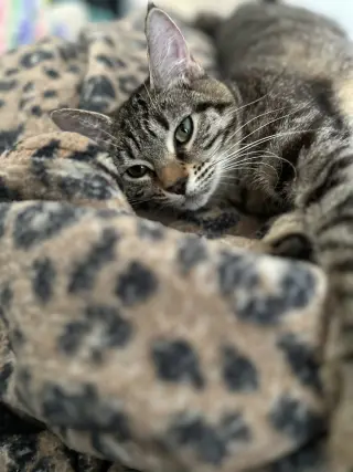 Bonnie