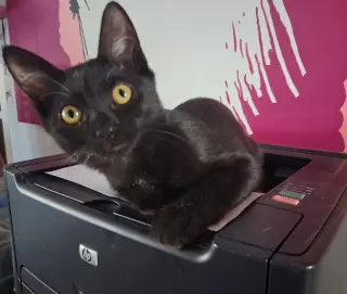 Harriet