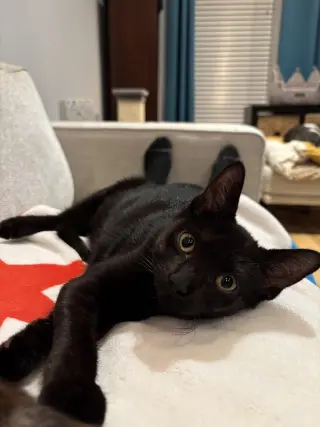 Lotus (Mashed Potato)