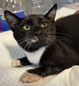 Jax