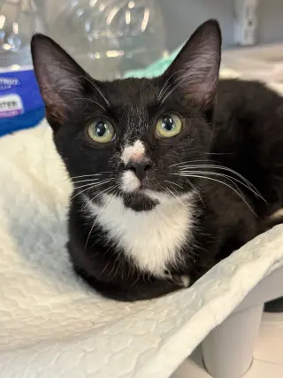 Opie