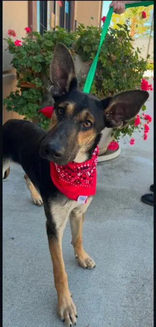Huxley -  (Courtesy Post) Adopt Me!