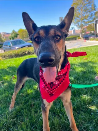 Huxley -  (Courtesy Post) Adopt Me!