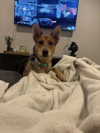 Hazel