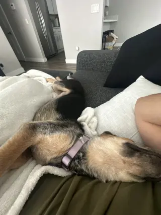 Hazel