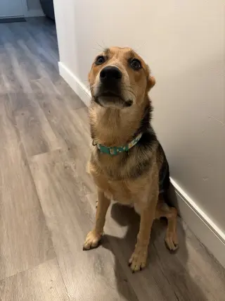 Hazel