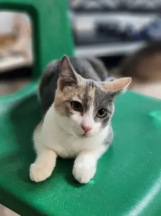 Mochi