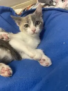 Mochi