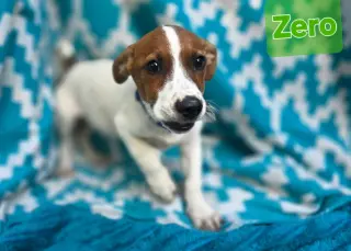 Zero- beagle mix