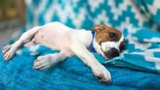 Zero- beagle mix