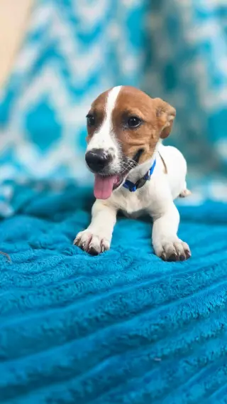 Zero- beagle mix