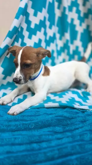 Zero- beagle mix