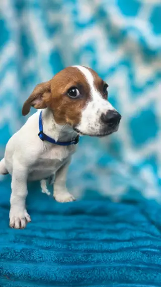 Zero- beagle mix