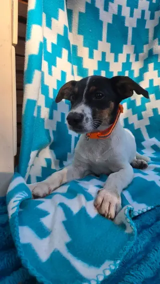 Oogie Boogie- beagle mix