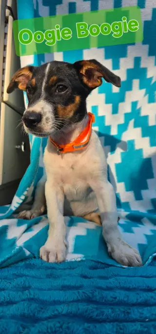 Oogie Boogie- beagle mix
