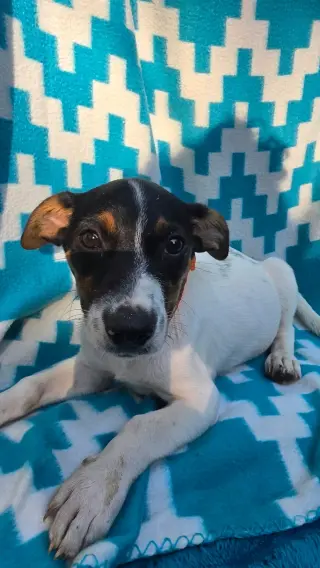 Oogie Boogie- beagle mix