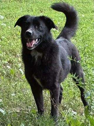 Josey