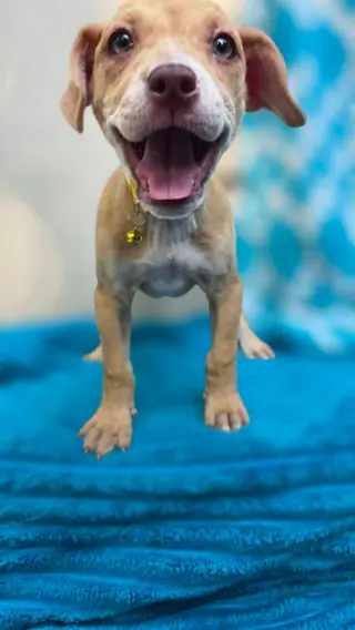 Inky- Pac Man Litter