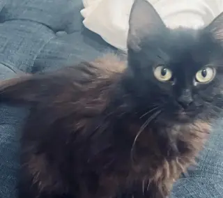 Sable