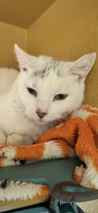 Vesta