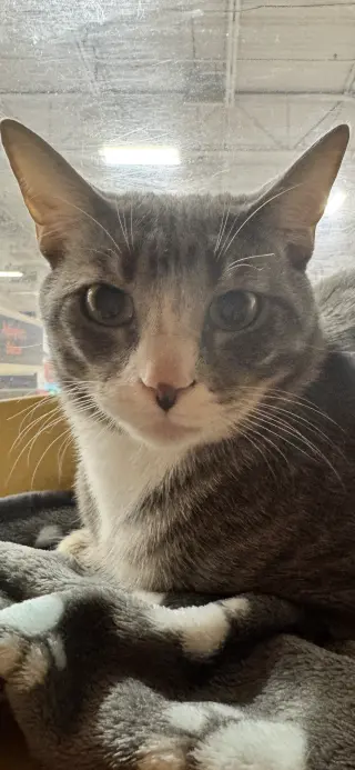 Ranger