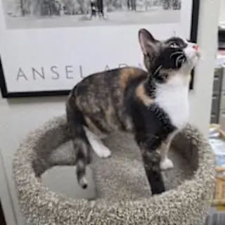 Callie (CP)