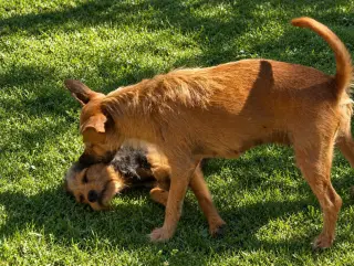 Scrappee