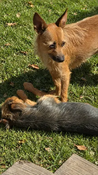 Scrappee