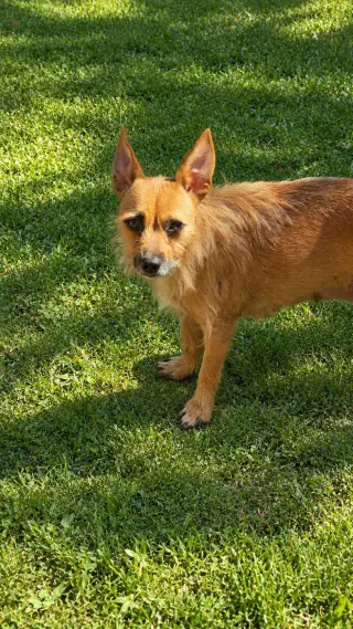 Scrappee