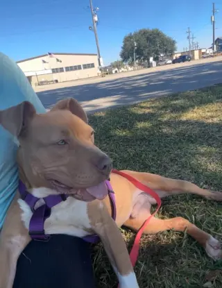 Oogie Boogie- friendly/snuggly boy