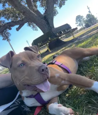 Oogie Boogie- friendly/snuggly boy