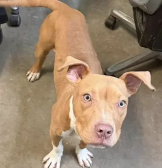 Oogie Boogie- friendly/snuggly boy