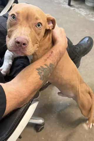 Oogie Boogie- friendly/snuggly boy