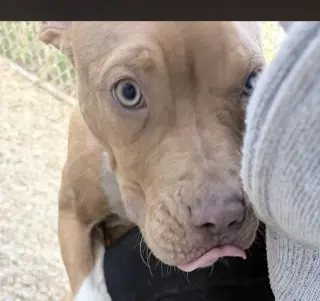 Oogie Boogie- friendly/snuggly boy
