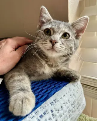 Woodland Crew Kittens